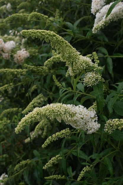  Vlinderstruik (Buddleja Davidii 'White Profusion')