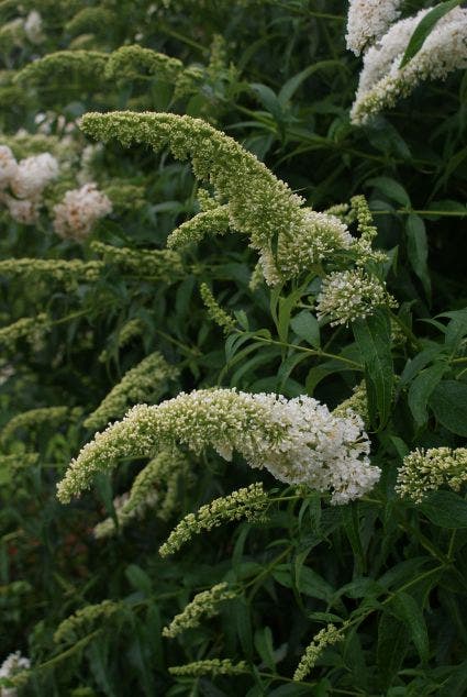  Vlinderstruik (Buddleja Davidii 'White Profusion') BIO