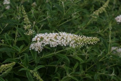 Vlinderstruik (Buddleja Davidii 'White Profusion')