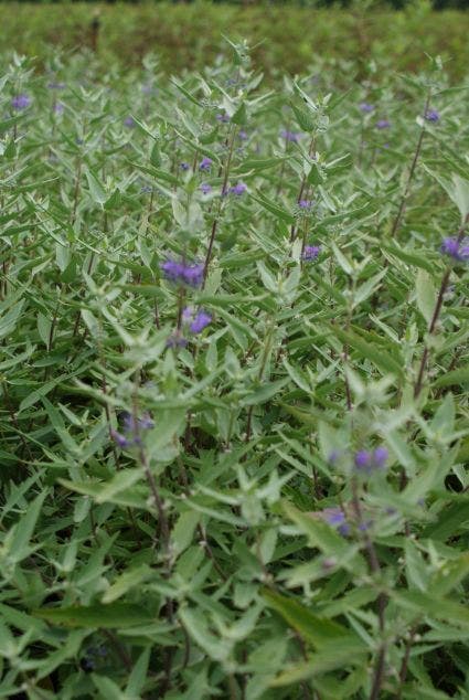  Caryopteris (Caryopteris Clandonensis 'Heavenly Blue')