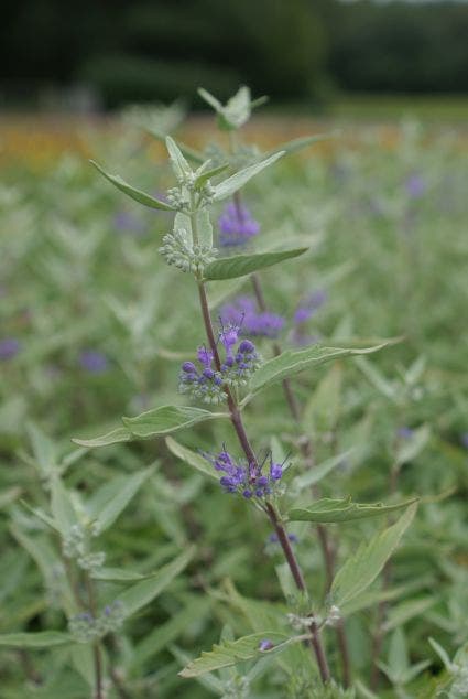 Caryopteris (Caryopteris Clandonensis 'Heavenly Blue')