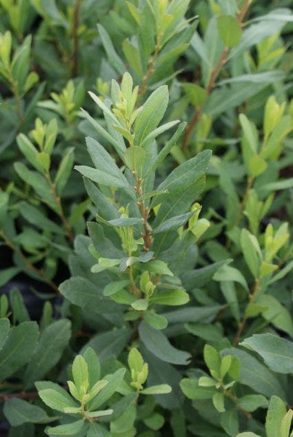  Gagel (Myrica Gale)