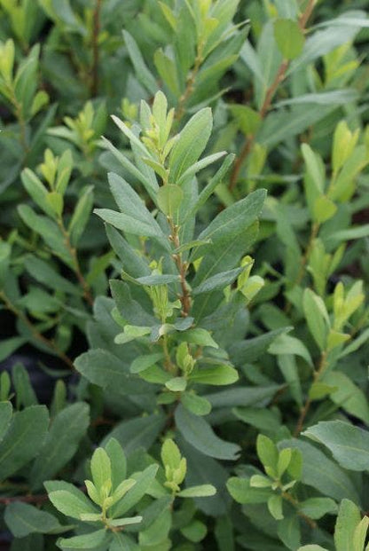  Gagel (Myrica Gale)