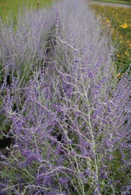  Reuzenlavendel (Perovskia Atriplicifolia 'Blue Spire')