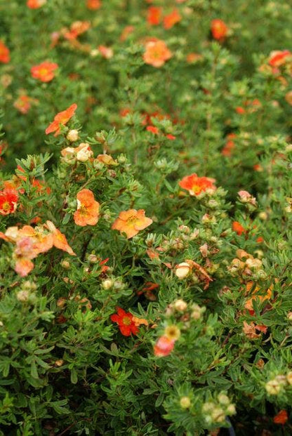  Ganzerik (Potentilla Fruticosa 'Red Ace')