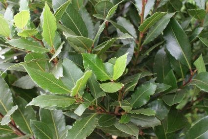  Echte Laurier (Laurus Nobilis)