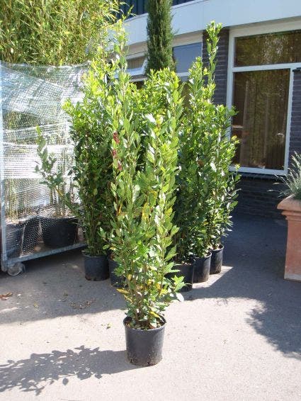  Echte Laurier (Laurus Nobilis)