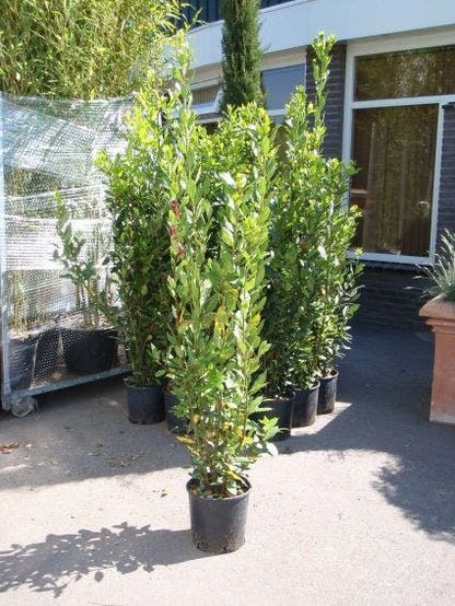 Echte Laurier (Laurus Nobilis)
