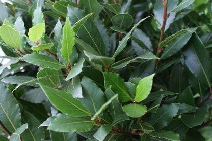  Echte Laurier Op Stam (Laurus Nobilis)