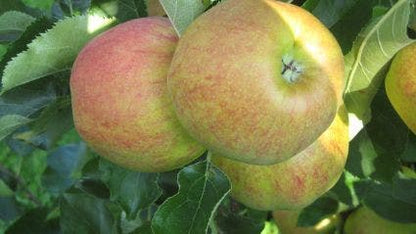  Appelboom (Malus Domestica 'Elstar')