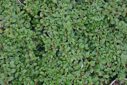  Dwergmispel (Cotoneaster Dammeri)