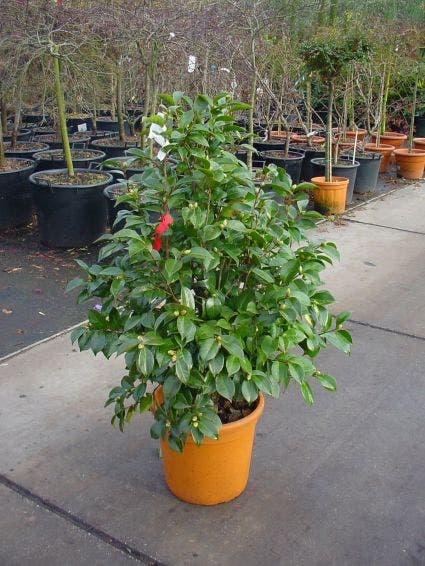  Camelia (Camellia, Wit)