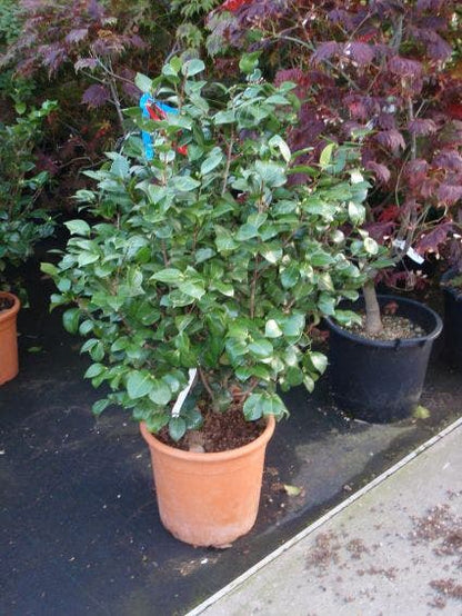  Camelia (Camellia, Wit)