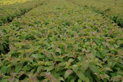  Dwergkornoelje (Cornus Stolonifera 'Kelseyi')