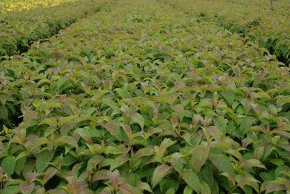  Dwergkornoelje (Cornus Stolonifera 'Kelseyi')