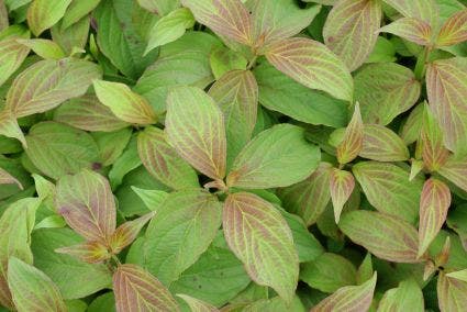  Dwergkornoelje (Cornus Stolonifera 'Kelseyi')