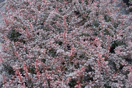 Zuurbes (Berberis Thunbergii 'Atropurpurea')