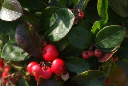  Bergthee / Patrijzenbes (Gaultheria Procumbens)