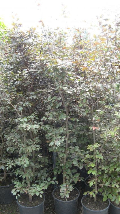  Rode Beukenhaag (Fagus Sylvatica 'Atropunicea')