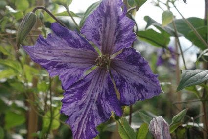  Bosrank (Clematis 'Tie Dye')