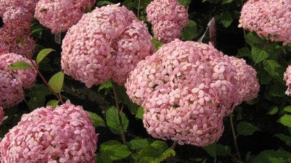  Hortensia (Hydrangea 'Pink Annabelle')