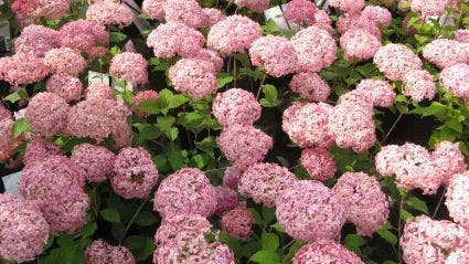  Hortensia (Hydrangea 'Pink Annabelle')
