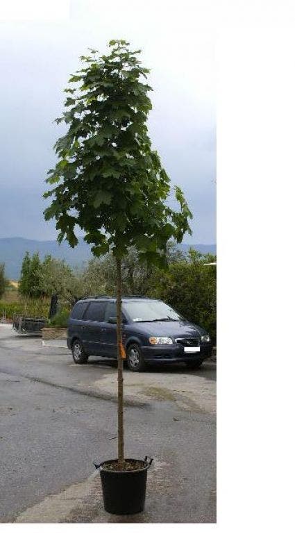  Noorse Esdoorn (Acer Platanoides 'Charles Joly')