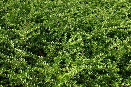  Struikkamperfoelie (Lonicera Nitida 'Maigrun')