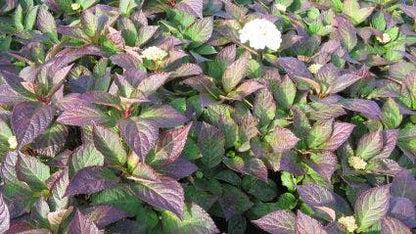  Hortensia (Hydrangea 'Preziosa')