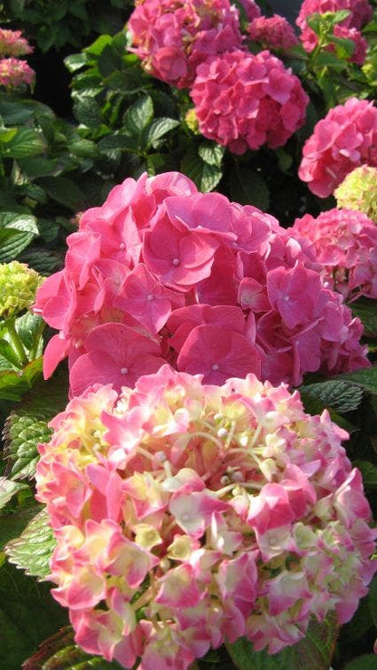  Hortensia (Hydrangea Macrophylla 'Glowing Embers')