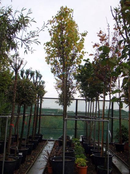  Judasboom (Cercis Siliquastrum)