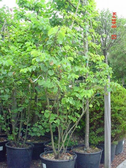  Judasboom Als Struik (Cercis Siliquastrum)