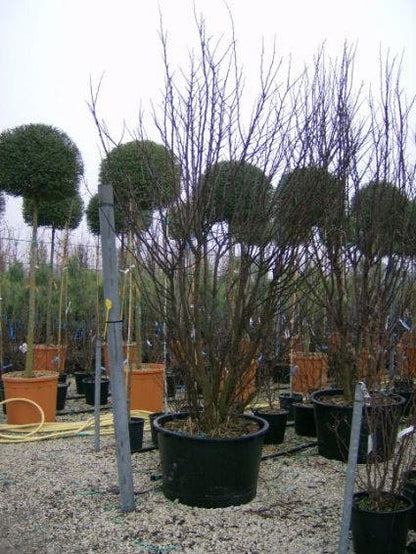  Judasboom Als Struik (Cercis Siliquastrum)
