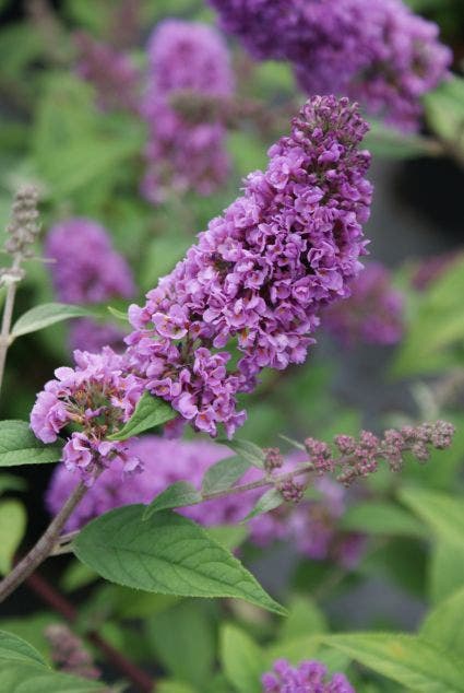  Vlinderstruik (Buddleja 'Blue Chip')
