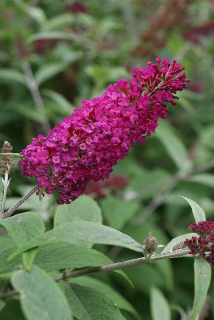  Vlinderstruik (Buddleja 'Miss Ruby')