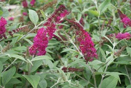  Vlinderstruik (Buddleja 'Miss Ruby')