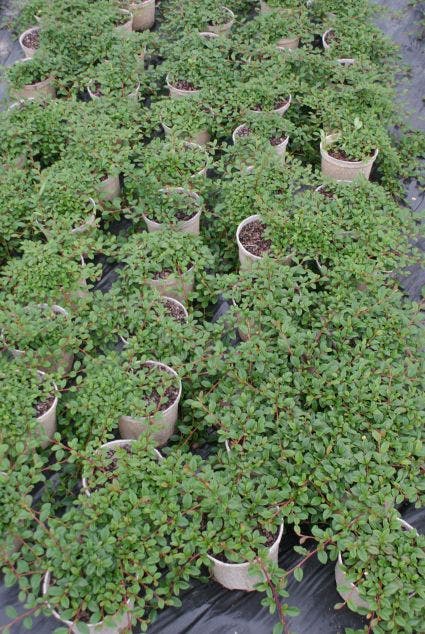  Dwergmispel (Cotoneaster Dammeri 'Major')