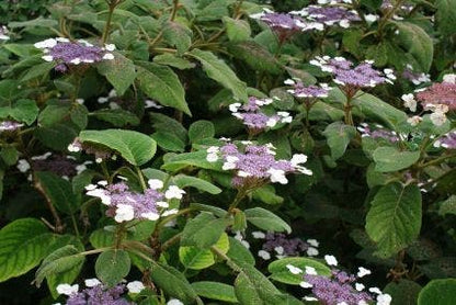  Fluweelhortensia (Hydrangea Aspera 'Sargentiana')