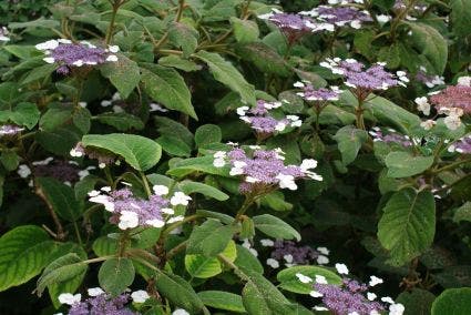  Fluweelhortensia (Hydrangea Aspera 'Sargentiana')