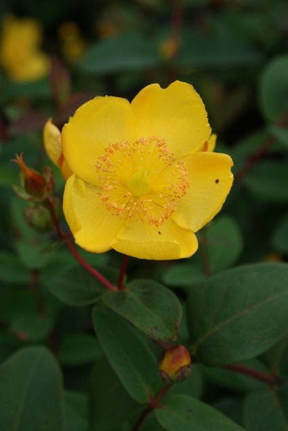 Hertshooi (Hypericum 'Peter Dummer')