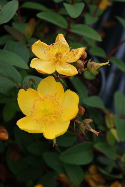  Hertshooi (Hypericum 'Peter Dummer')