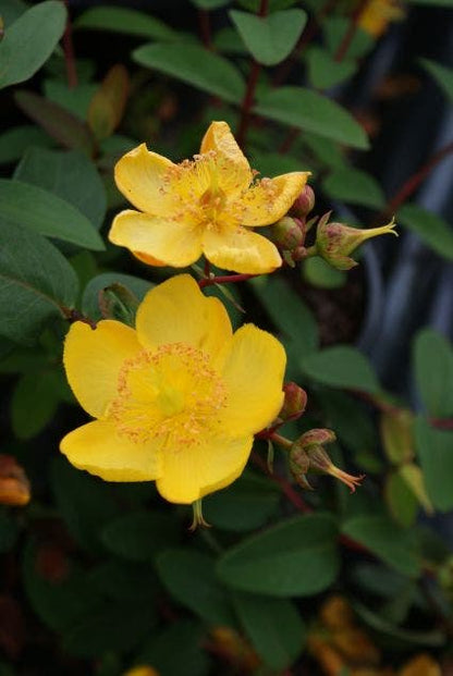  Hertshooi (Hypericum 'Peter Dummer')