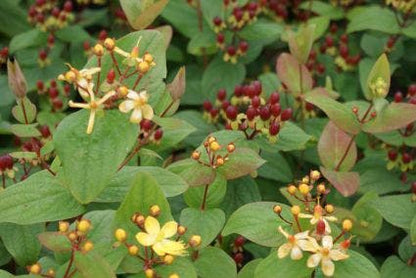 Hertshooi (Hypericum 'Rheingold')