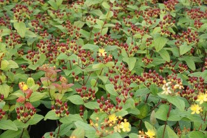  Hertshooi (Hypericum 'Rheingold')