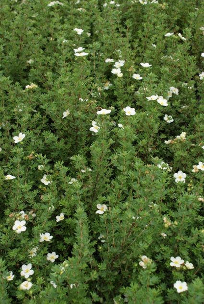  Ganzerik (Potentilla Fruticosa 'McKay's White')
