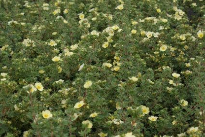  Ganzerik (Potentilla Fruticosa 'Primrose Beauty')