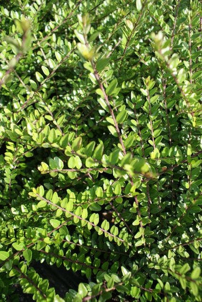  Struikkamperfoelie (Lonicera Nitida 'Elegant')