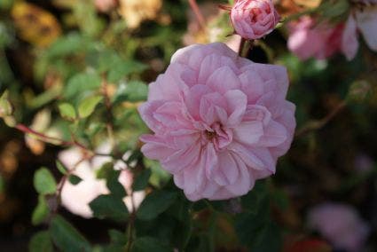  Stamroos (Rosa 'Bonica 82')