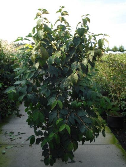  Japanse Sneeuwbal (Viburnum Plicatum 'Tomentosum')