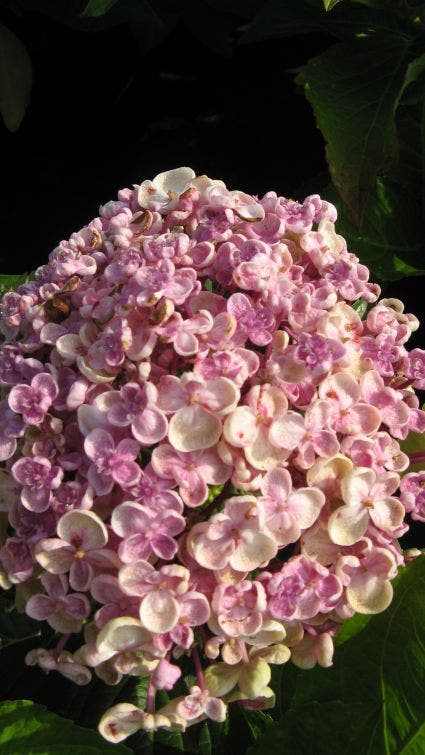  Seringhortensia (Hydrangea Macrophylla 'Ayesha')